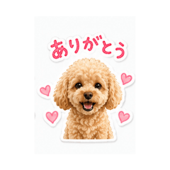 shirochoko_20260426190659