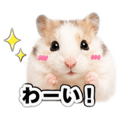 CHEESE_20260426192149