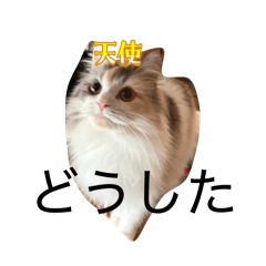 mayurou_20260426211409