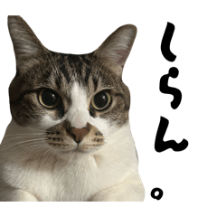 shota_20260426200535