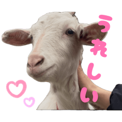 n farm_20260427111745