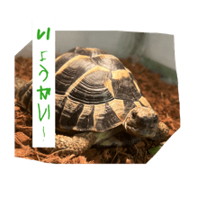 Gon_Hermann's tortoise