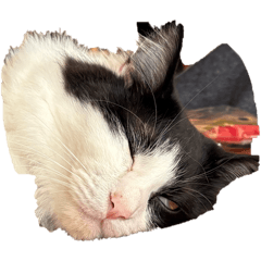 fukumaru_20260427121819