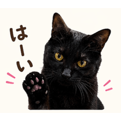 Little Black Cat Messages