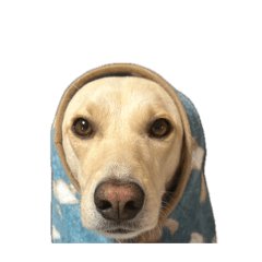 Charlie_20260427101540