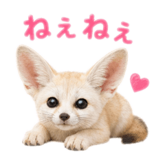Cute baby fennec fox