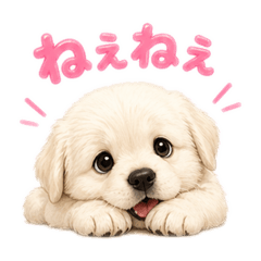 Cute little golden retriever puppy