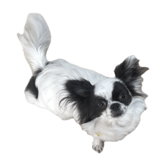 自慢のなでしこちゃん！