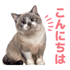 じーっと見つめる寄り目猫「ちぃー」Vol.1