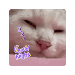 moving pretty cat milky