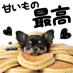 20260426sweet dog