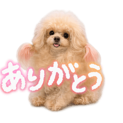 cocomoco_20260425213134