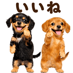 動く！かわいい♡ダックスフント