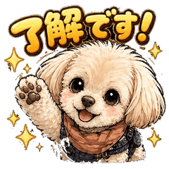 Toy Poodle Daily Reactions