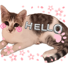 Rada eiei_20260426225406