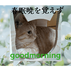 everythingcyacyamaru_20260427125534