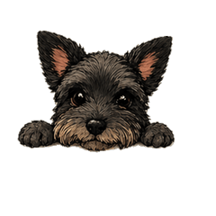 Black Schnauzer Oy-chan