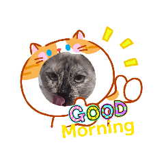Goodcat catgood