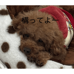 kohaku_20260427131302