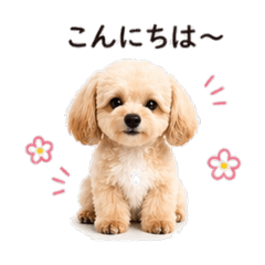 Maltipoo Biyori_20260427131428