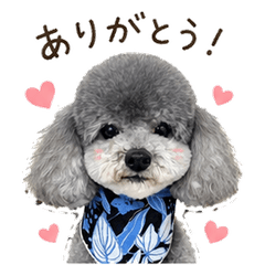 Gray Poodle Everyday Stickers