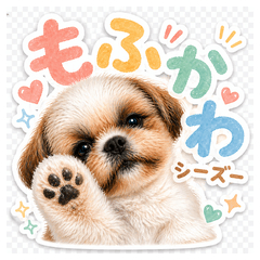 Daily Fluffy Shih Tzu