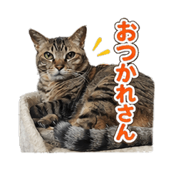 Tora Bros Chill Talk