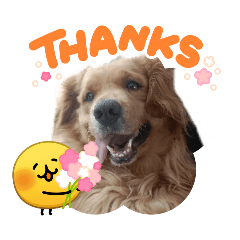 prapatsorn_20260427094720