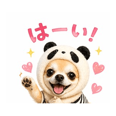 Leo the Panda Chihuahua Stickers
