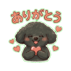 soft fluffy poodle