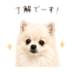 Pomeranian lover_20260426004850