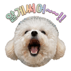 Bichon Seori's Special Lecture! Got it?