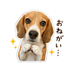 lucy the beagle sticker