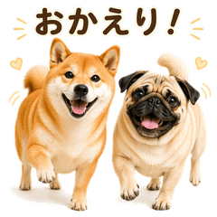 Shiba and Pug Daily Stickers