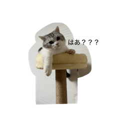 Tororo_20260426053122