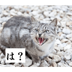 NEKO_RYO_20260426224347