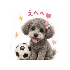 Toy Poodle KAEDE