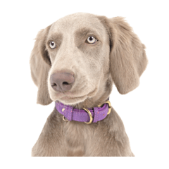 Silvia Miz_20260426223842