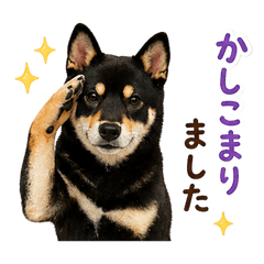Leo the Black Shiba | Keigo Stickers