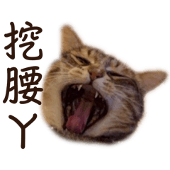 布丁家第一彈