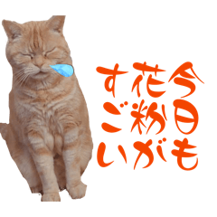 CHOCO_20260426082517