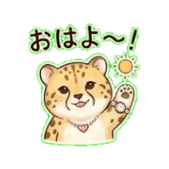 cheetah- Daily Chat Stickers