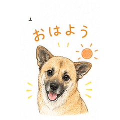 Chiro the Dog - Everyday Expressions