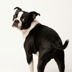 波士頓㹴 實拍 98