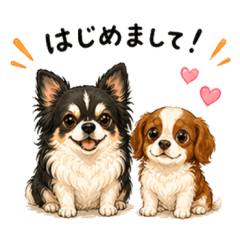 Chihuahua & Cavalier Everyday Chat
