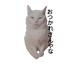 kansaiben-funny cat"konatsu"