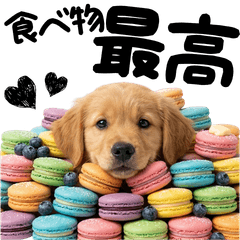 20260426dog2