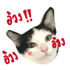 Rosettaaa_20260427115951