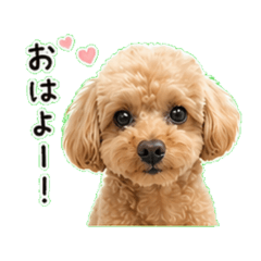 Wait! Is that my dog? (Toy Poodle)