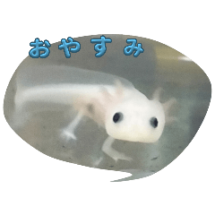 Taishow_20260426112714